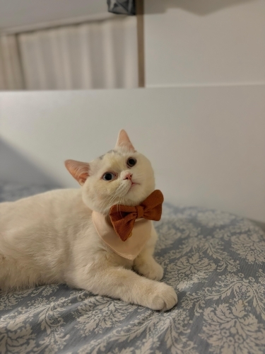 Temiz bakımlı pamuk yeni sahibi ni arıyor fotoğraf