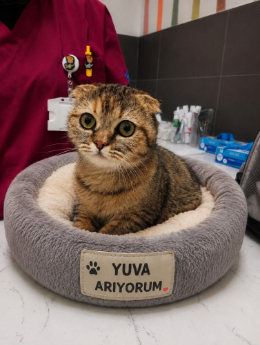 Ücretsiz sahiplenme pofidik Scottish fold yavru fotoğraf
