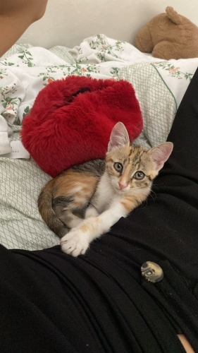 Temas bağımlısı, şirin, uykucu ve ve meraklı fotoğraf