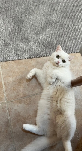 ALMİŞİME YUVA ARIYORUM fotoğraf