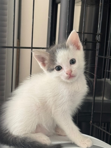 Minik yavru prenses fotoğraf