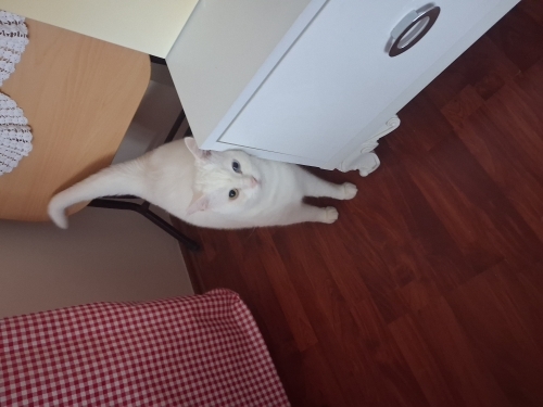 Van. Kedisi yeni sahibini arıyor fotoğraf