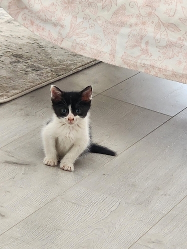Bebek smokin iki aylık aşıları mevcut fotoğraf