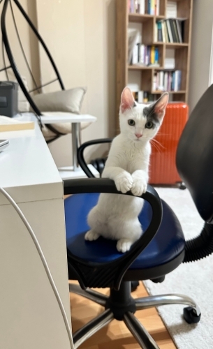 Sahiplendirilmezse sokağa gönderilecek🥺 fotoğraf