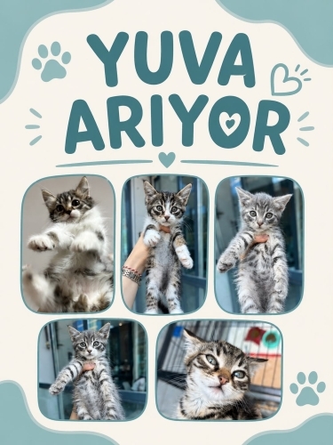 5 YAVRU KEDİMİZ YUVA ARIYOR fotoğraf