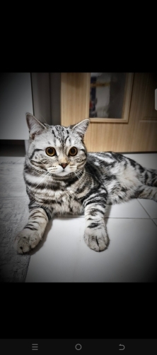 BRİTİSH SHORTHAİR SILVER KISIR KEDİM fotoğraf