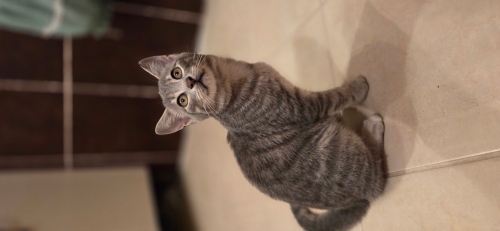 MELEZ OYUNCU PRENSES YUVA ARIYOR fotoğraf