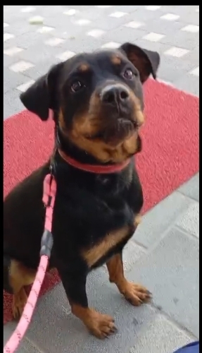 Rottweiler, dişi, kısır, aşılı, tuvalet eğitimi var fotoğraf