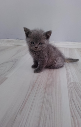 Ücretsiz Britsh Yavru Kedi Sahiplendirme (Ömürlük Yuva) fotoğraf
