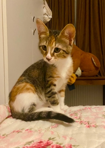 ŞANS KEDİSİNE ACİL YUVA fotoğraf