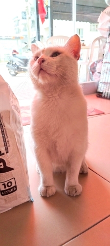 Sokağa terk edilmiş cins kedi fotoğraf