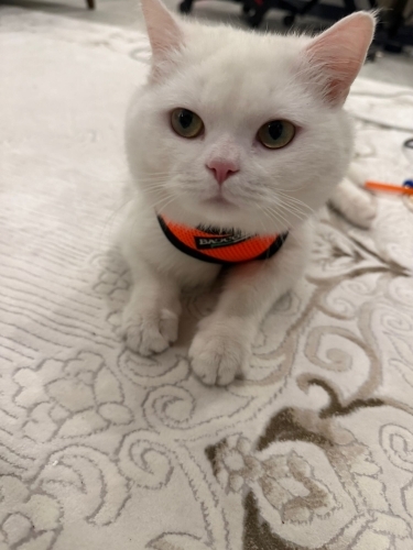 Cana yakın oyuncu ve çok sakin yok denilen hiçbirşey yapmıyor fotoğraf