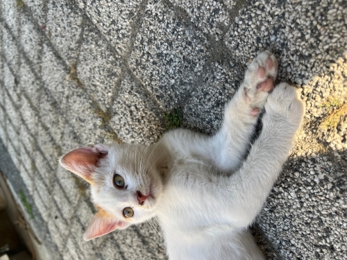 Yuva arıyorummm fotoğraf