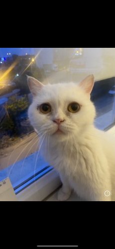 Cins kedi acik yuva çok sevecendir fotoğraf