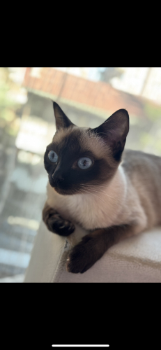 Oyuncu dişi siyam fotoğraf