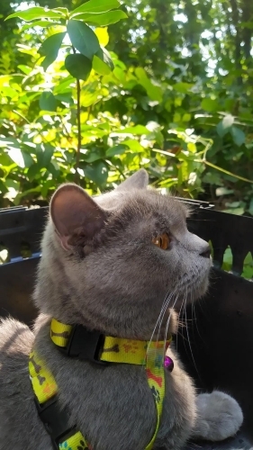 🐾 Ömürlük yuvasını arayan 3 yaşında dişi kedi fotoğraf
