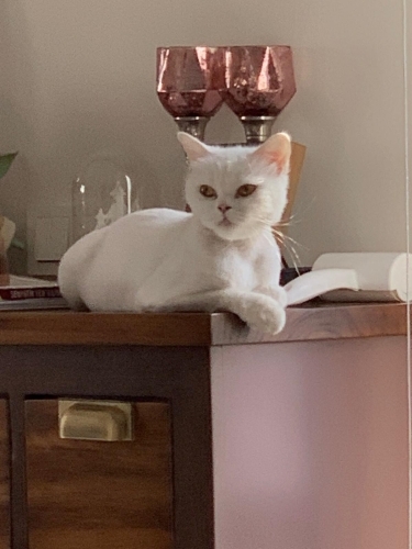 Çok tatlı british longhair kedi fotoğraf