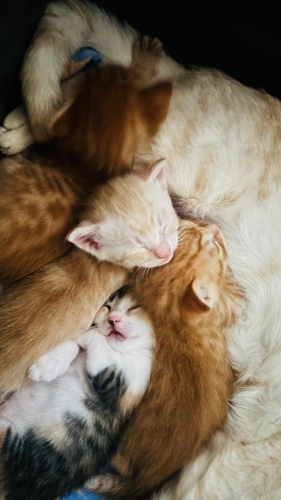 Bebeklerimize kalıcı yuva arıyoruz fotoğraf