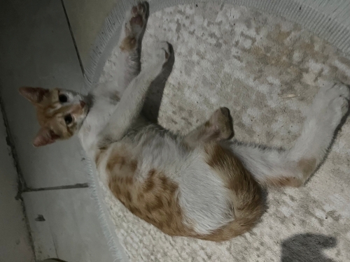 sol arka bacağı olmayan yavru kediye yuva fotoğraf