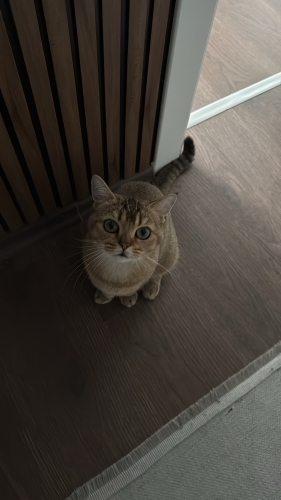 Tatlı Reçel yuvasını arıyor fotoğraf