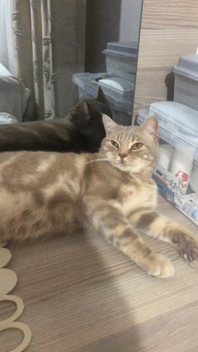 Acil yuva arıyoruz fotoğraf