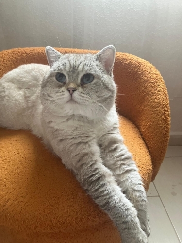 2yaşında erkek british shorthair yuva arıyor fotoğraf