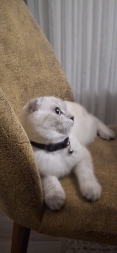Scottish fold tamamen ücretsiz fotoğraf