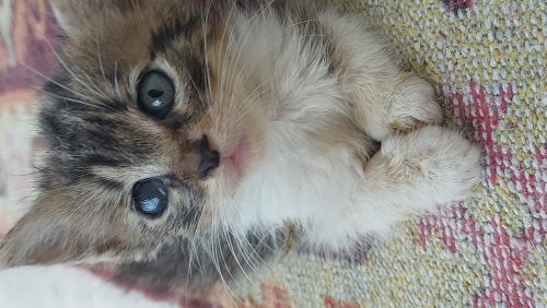 Mia yuva ariyor fotoğraf