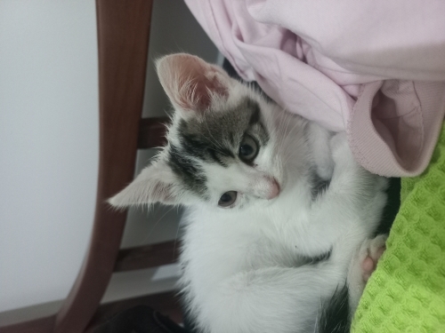 ÜCRETSİZ SOKAK KEDİSİ SAHİPLENDİRME fotoğraf