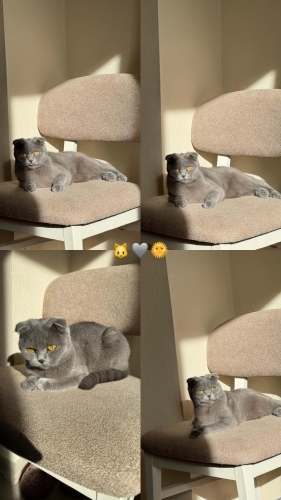 Kedimi sahiplendirmek istiyorum fotoğraf
