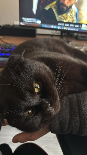 Sevimli ve gerçek bir dost, kendinizi iyi hissettirecek fotoğraf