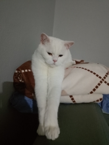 2 yaşında british shorthair kedime yuva arıyorum fotoğraf