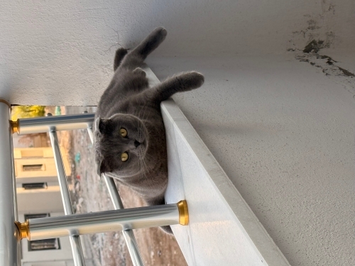 🐱 Yuva Arayan Scottish Fold 🏡 fotoğraf
