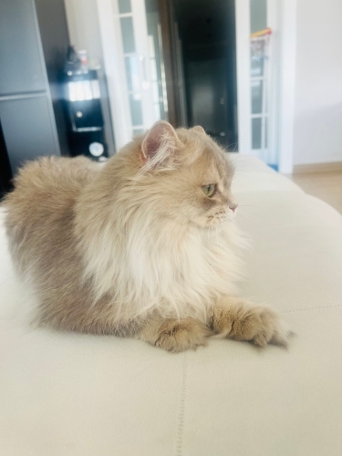 Acil Ücretsiz kedi sahiplendirme fotoğraf