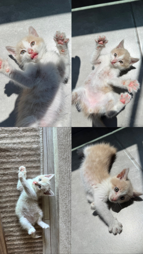 DÜNYANIN EN OYUNCU KEDİSİ fotoğraf