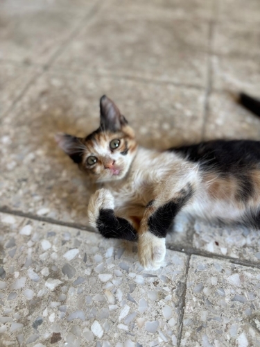 Minik Calico Kız Yuva Arıyor fotoğraf