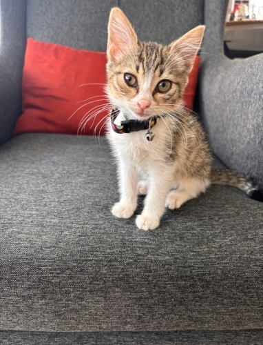 Yavru tekir kedi sahiplendirme fotoğraf