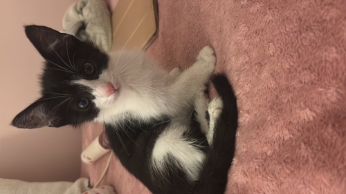 Zeytin bebek yuva arıyor fotoğraf