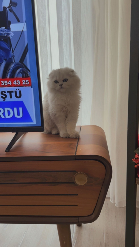 Prenses mama karşılığı sahiplendirilecektir fotoğraf