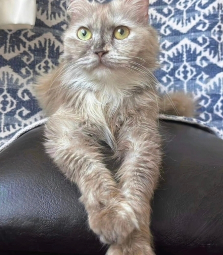 Kaju yuva arıyor fotoğraf