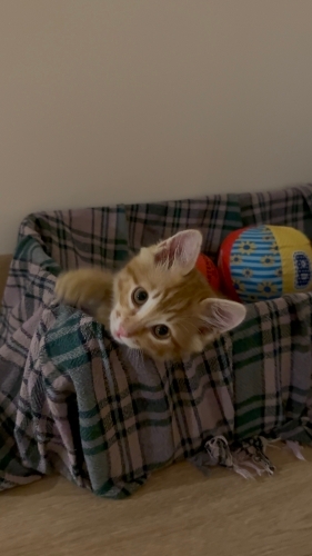 Minnoş Yuva Arıyor 🐈✨ fotoğraf