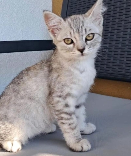 Luna yuva arıyor fotoğraf