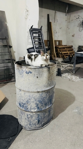 AYLARDIR GÜN IŞIĞI GÖRMEDEN KAFESTE YAŞAMAK ZORUNDA KALAN OBURİKS YUVA ARIYOR fotoğraf