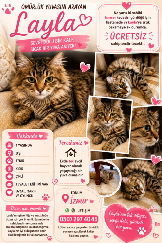 1 yaşında dişi kısır tekir kedi fotoğraf