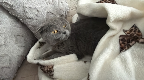 SCOTTISH FOLD CİNS KEDİ AİLESİNİ ARIYOR LÜTFEN ONA YUVA OL fotoğraf