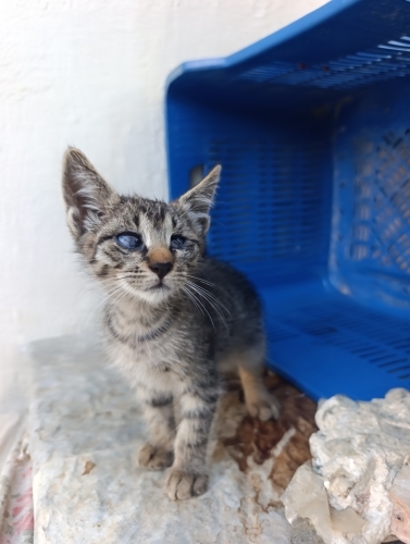 Görme engelli yavru kediler için acil yuva aranıyor fotoğraf