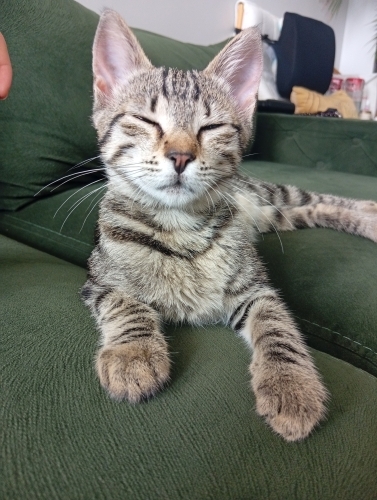 ÇOK ACİL mirmir kucak delisi yavru kedi fotoğraf