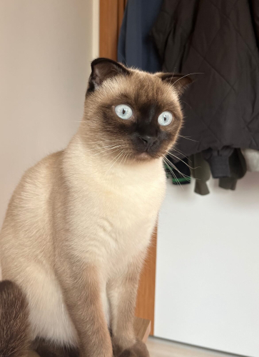 Siyam Scottish fold kedimi sahiplendirmek istiyorum fotoğraf