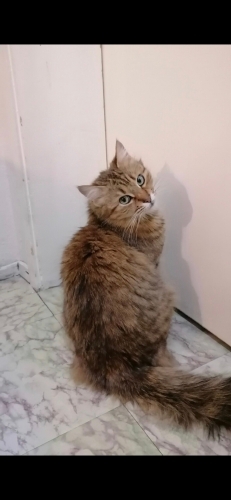 Pişi'ye Yuva olun fotoğraf