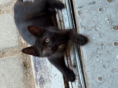 Bitter için sıcak bir yuva :( fotoğraf